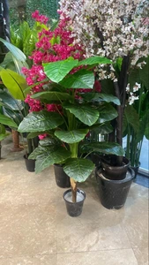 تصویر فروشگاه گلستونک