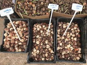 تصویر پیاز گل لاله هلندی - زرد 