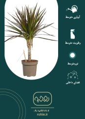 تصویر دراسنا پرجمی - گـلـفـروشی آنـلایـن روحـیـه 