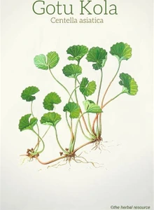 تصویر فروشگاه ایران سنتلا