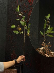 تصویر آلو جنگلی وارداتی 