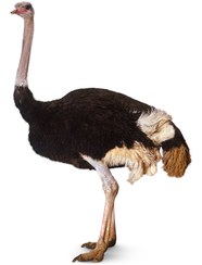تصویر عکس PNG شترمرغ – Ostrich PNG Transparent 