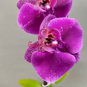 تصویر گل ارکیده بنفش 
