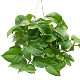 تصویر گیاه پتوس آویز 