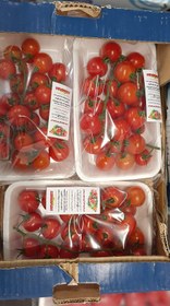 تصویر گوجه فرنگی خوشه ای ظرف دار بسته بندی تازه نگهدار میوه نت ۲۰۰گرمی ا Cluster tomatoes fresh packing miveenet 200gr Cluster tomatoes fresh packing miveenet 200gr
