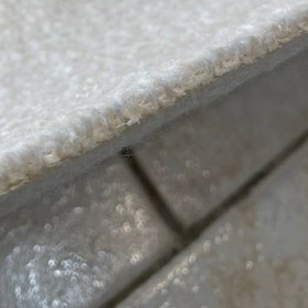 تصویر موکت لونا صدفی 