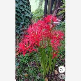 تصویر پیاز گل لیلی عنکبوتی Lycoris