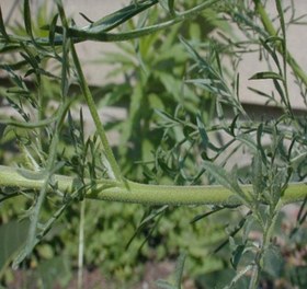 تصویر برگ خاکشیر درمان کمبود ویتامین c