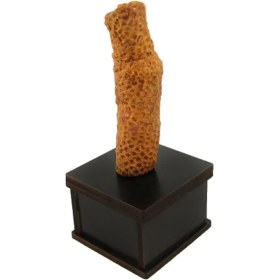 تصویر سنگ راف مدل فسیلی پارلا گوهر کد 5814 