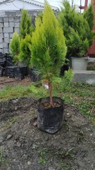 تصویر درخت کاج لاوسون طلایی چتری قد ۱متر 