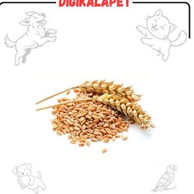 تصویر گندم - 40 کیلو WHEAT