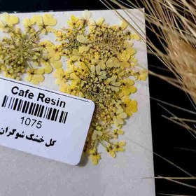 تصویر گل خشک شوکران زرد 