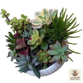 تصویر گل طبیعی کاکتوس مدل 02 | کد: ZNB-45J 