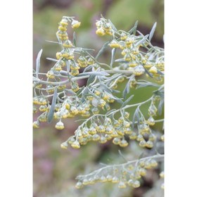 تصویر افسنطین 