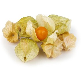 تصویر میوه استوایی فیسالیس 