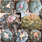 تصویر بذر لوفوفورا میکس ده عدد 