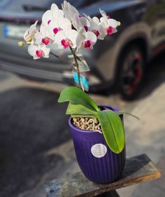 تصویر گلدان ارکیده کد 713 orchid Pot