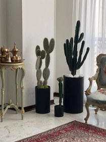 تصویر کاکتوس اپونتیا تیغ زرد 