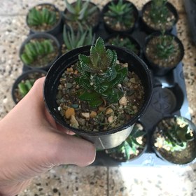 تصویر پک ساکولنت ۲ 