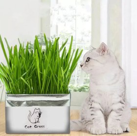 تصویر چمن و علف خوراکی گربه Cat Grass 