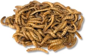 تصویر میل ورم خشک 100 گرمی 