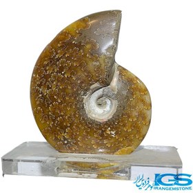 تصویر فسیل آمونیت 