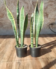 تصویر گیاه آپارتمانی سانسوریا شمشیری ابلق (لب ماتیکی) 