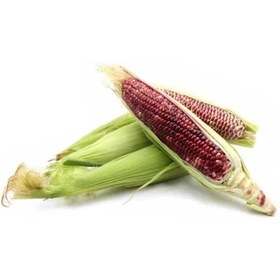 تصویر بذر ذرت حنایی 10 عددی 