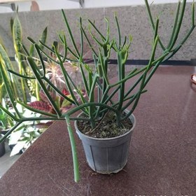 تصویر گل افوربیا 6591 