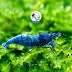 تصویر میگو بلو بولت مهره آبی درجه یک آب شیرین blue bolt shrimp