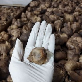 تصویر سیر سیاه سیرستون 