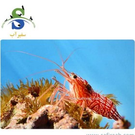 تصویر میگو کوکنتالی 