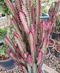 تصویر کاکتوس افوربیا تریکونا ،سایز بزرگ 