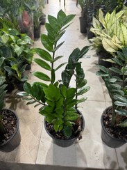 تصویر زاموفیلیا سبز سطل ۳ و ۴ 