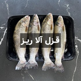 تصویر ماهی قزل آلا ریز (کیلویی) 