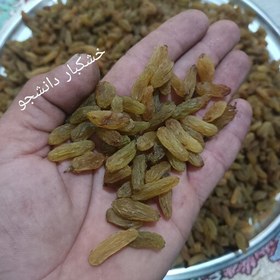 تصویر کشمش سبز و قلمی کاشمر بسیار نرم و تازه (1کیلویی) محصول امسال بدون هسته 