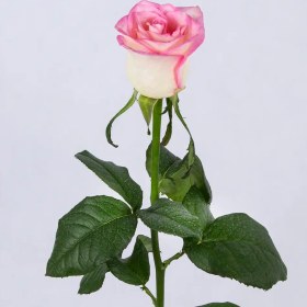 تصویر شاخه گل رز صورتی 