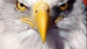 تصویر عکس/ نبرد عقاب ها 