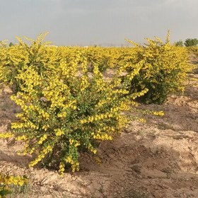 تصویر زرشک پفکی درجه یک 500 گرمی خراسان(مستقیم از کشاورز) 