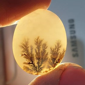 تصویر شجر قائن 