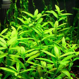 تصویر گیاه آبزی آکواریوم پلنت هیگروفلیا پلیسرما Hygrophila polysperma (پک 4شاخه) 