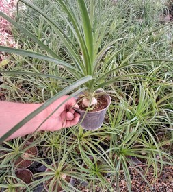 تصویر گل لیندا 