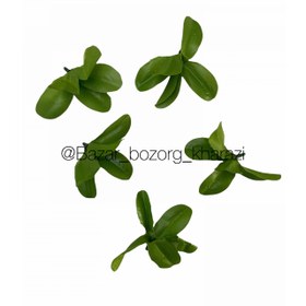 تصویر برگ 5 پر 5 تایی 