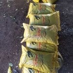 تصویر کود گلامیکس 