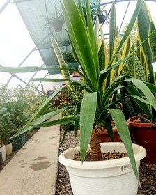 تصویر بهترین مکان برای گیاه یوکا: نور و دما 