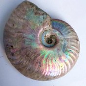 تصویر آمونیت اوپالیزه 