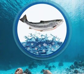 تصویر ماهی سالمون 