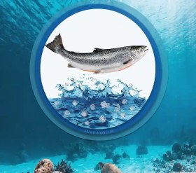 تصویر قزل آلا 