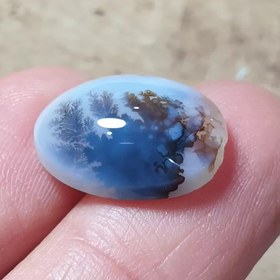 تصویر شجر قائن زیبا خاص 