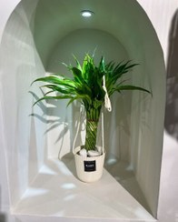 تصویر خرید بامبو برای زیباسازی سالن پذیرایی 